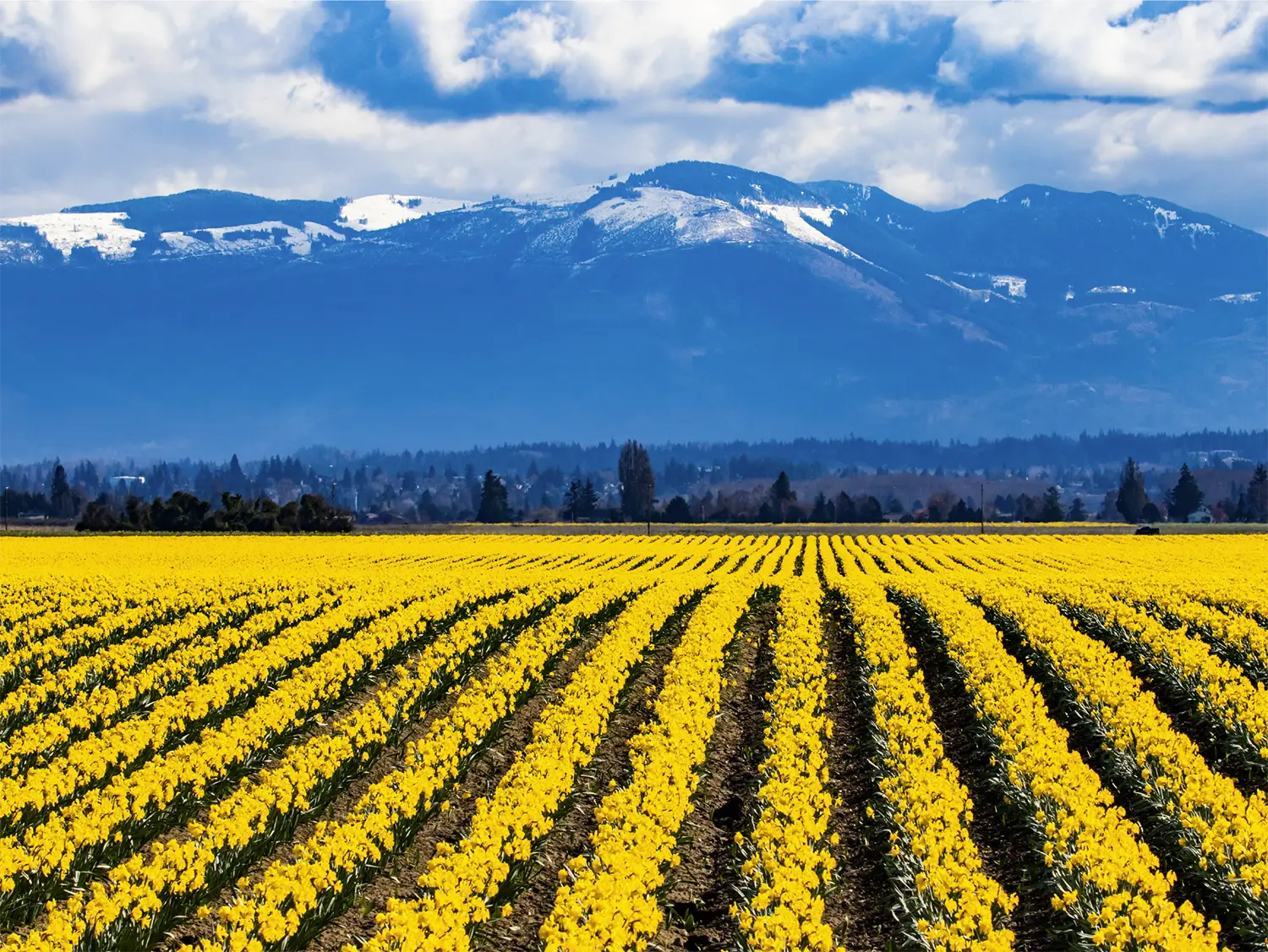 yellow-daffodils-fields