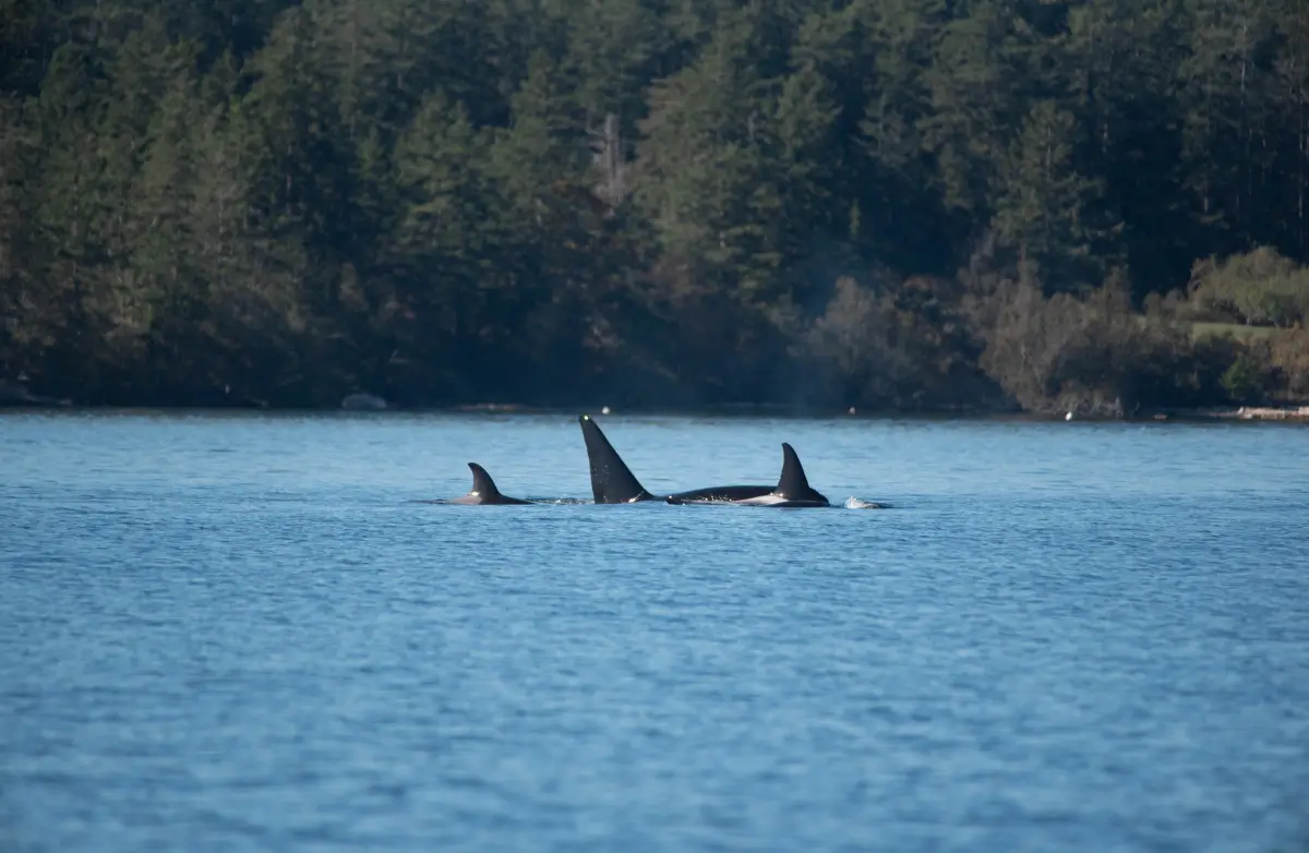 Whale Tour in Skagit Valley