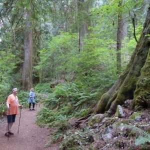 Hikers admiring a tree