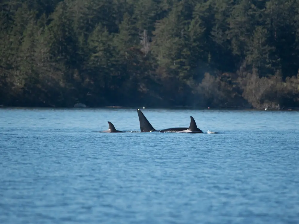 Whale Tour in Skagit Valley