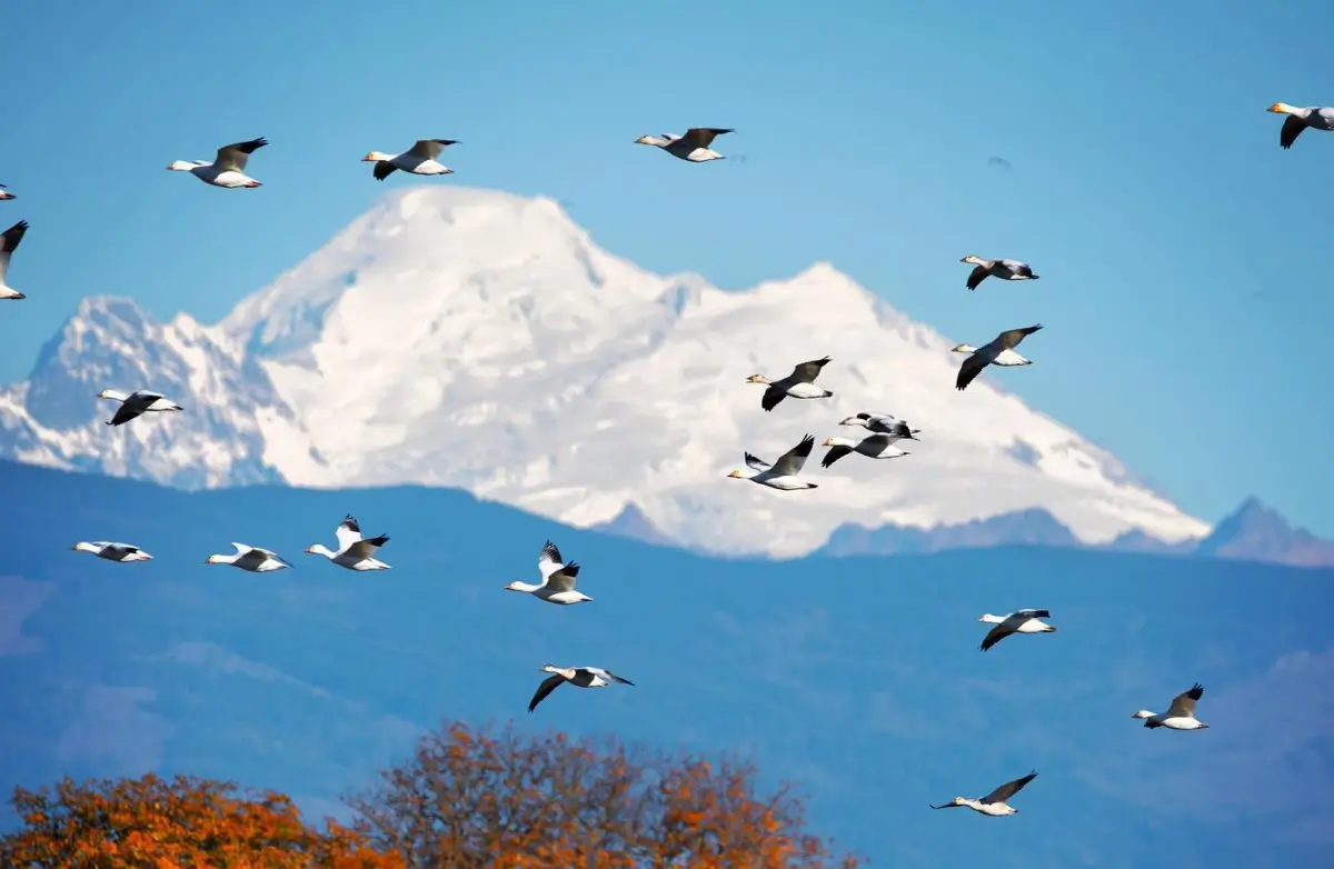 Mt Baker with birds