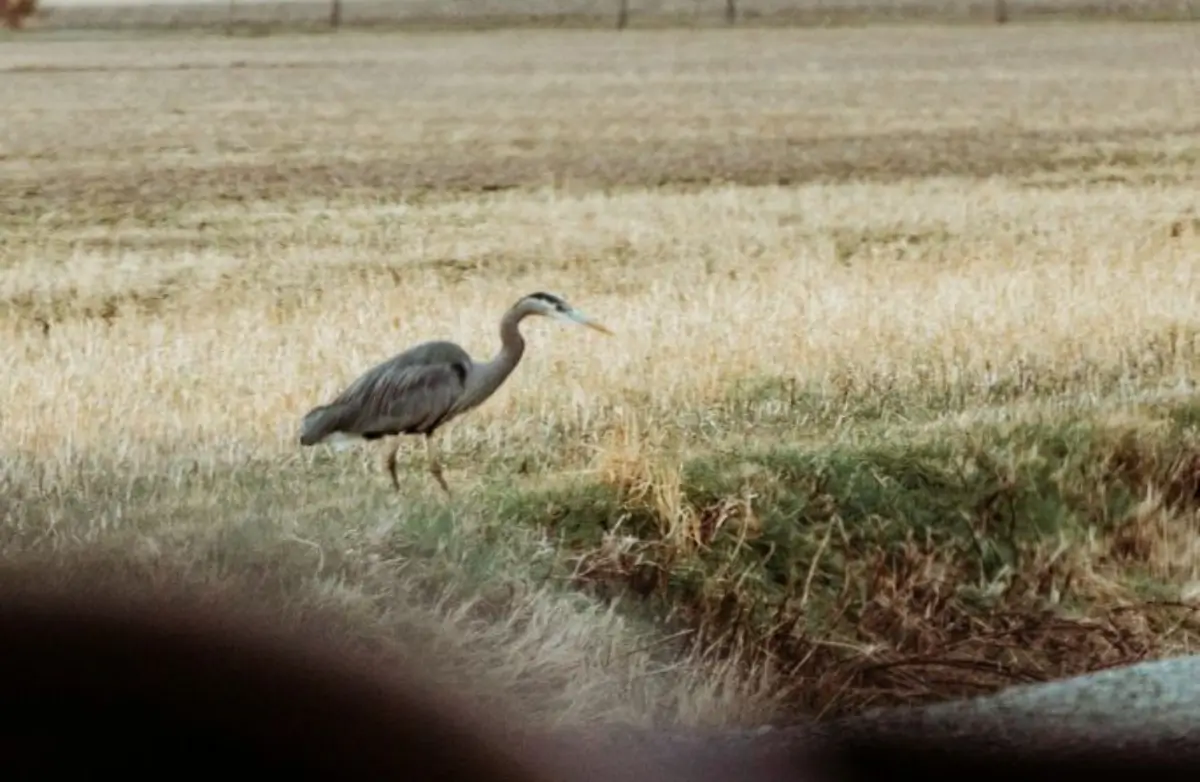 Birding in Skagit Valley