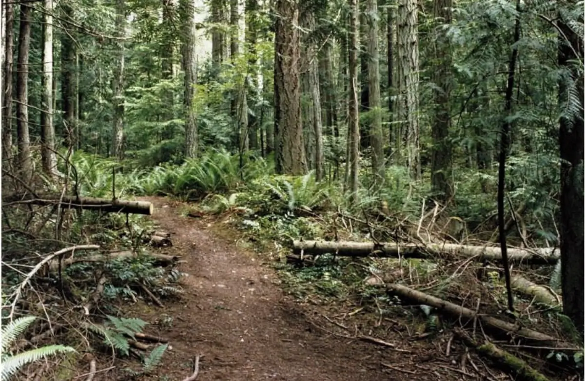 Woods in Anacortes