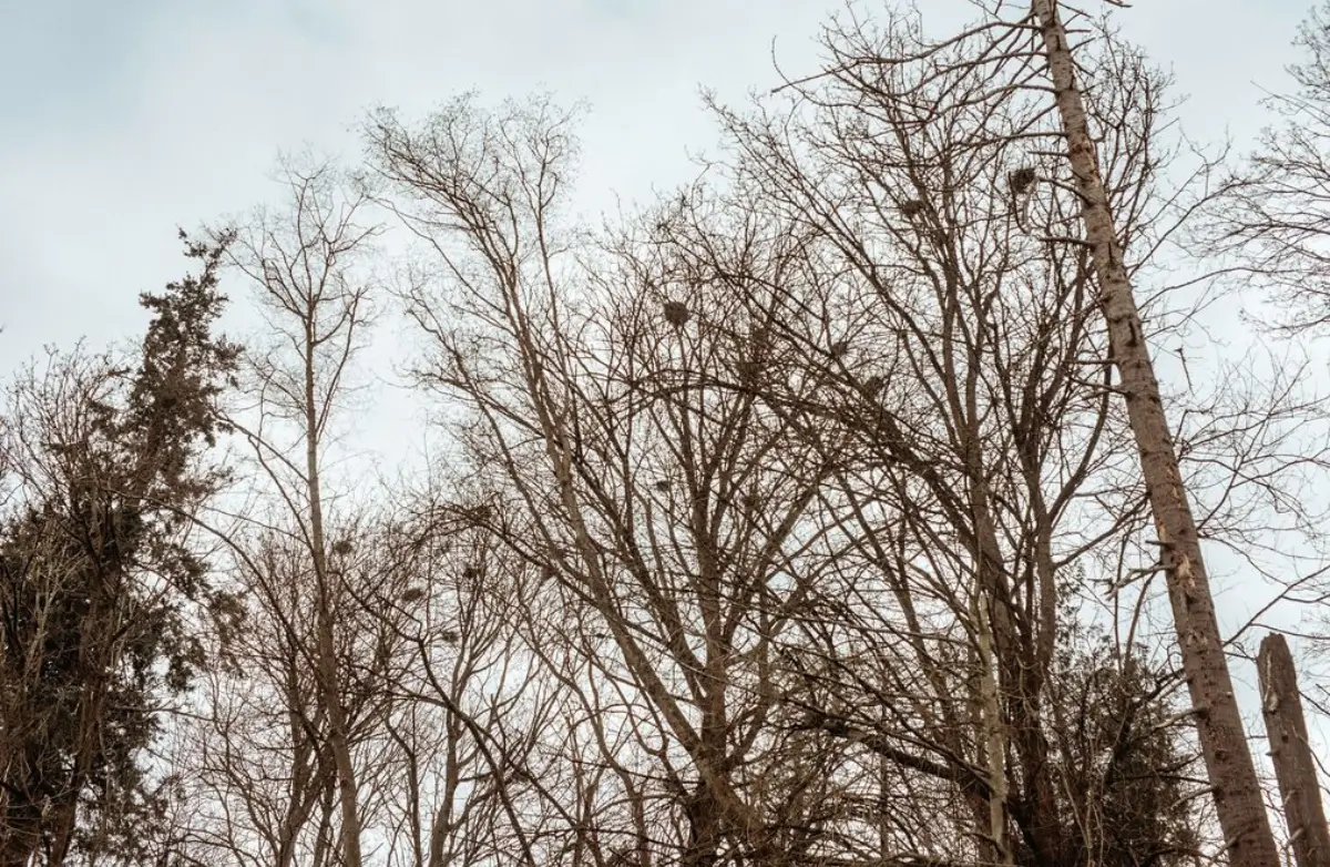 Birding in Skagit Valley