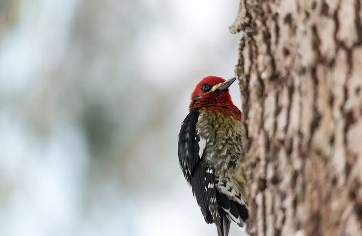 Winter bird in Cascade Mountains