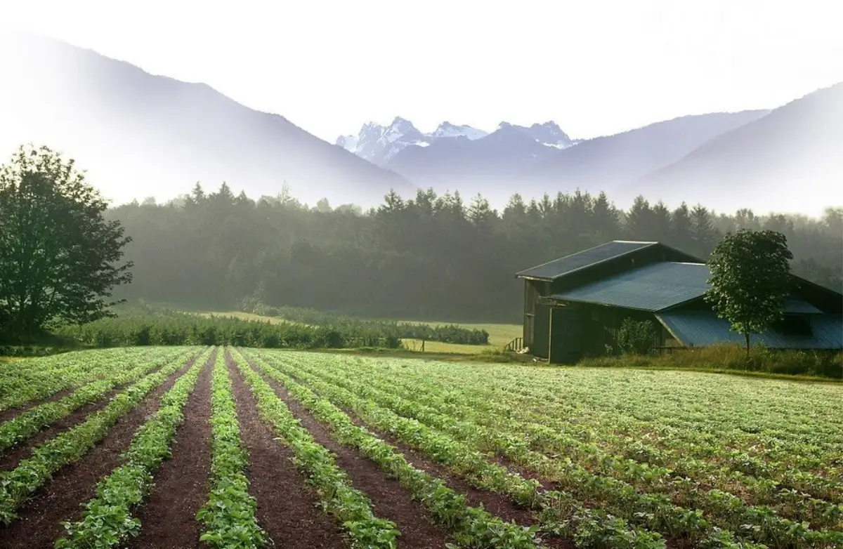 Agriculture fields in Skagit Valley