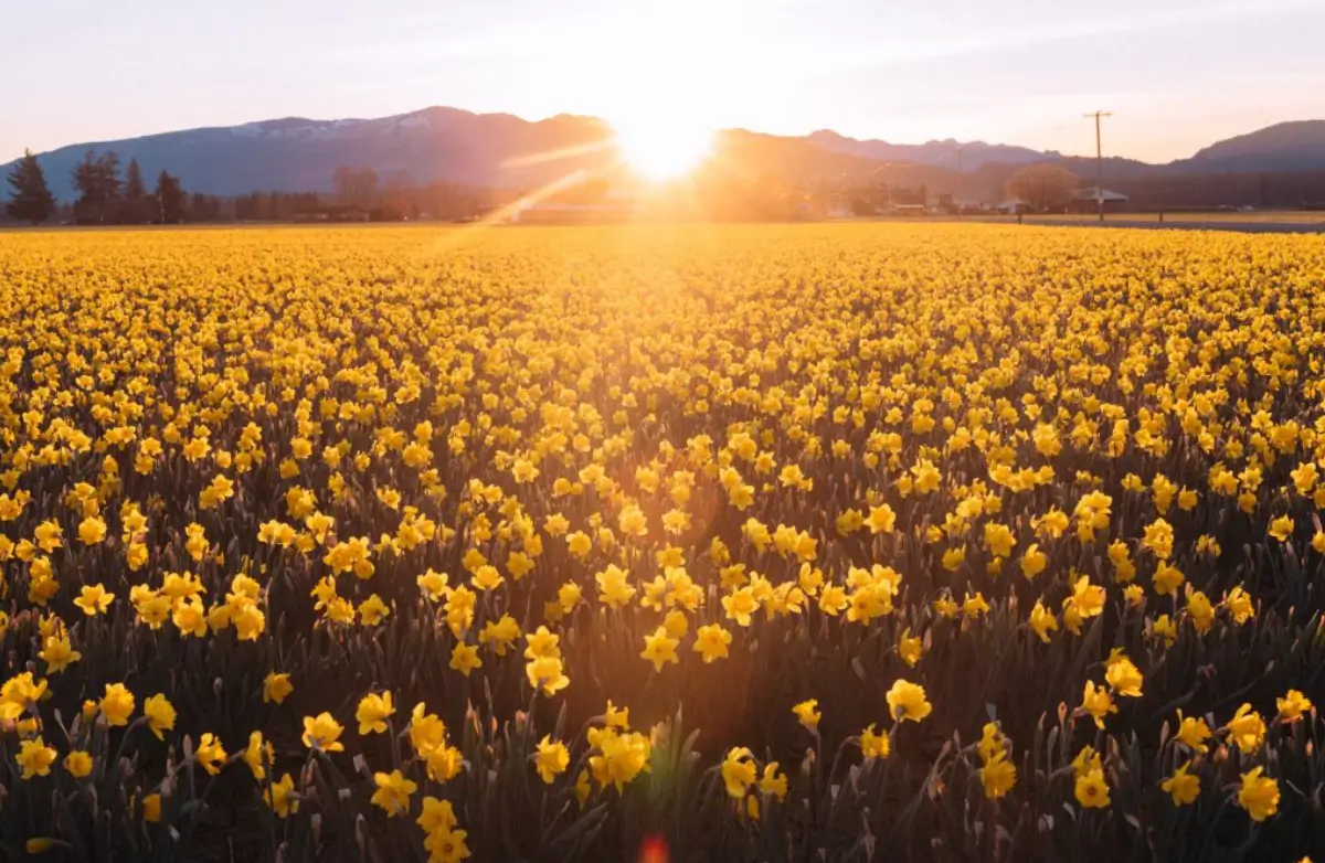 Spring daffodils in Skagit Valley