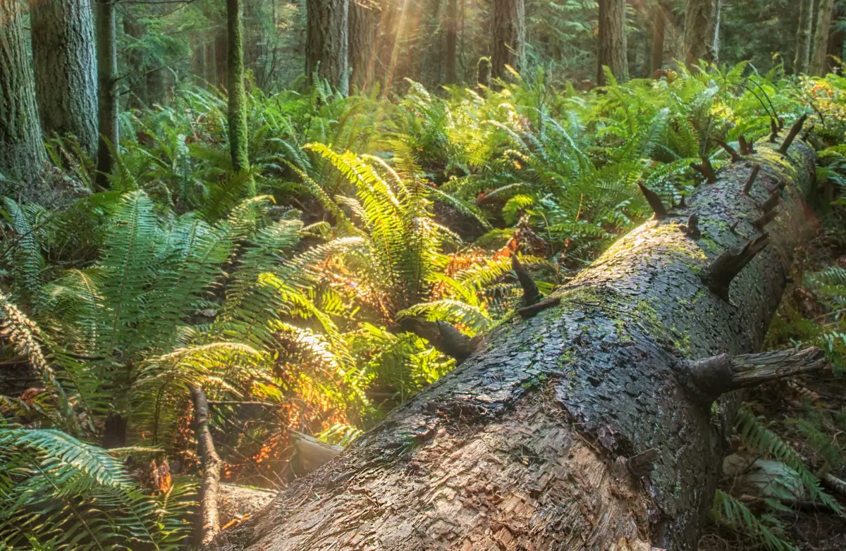 Forest ferns