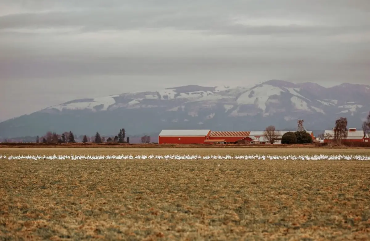 Birding in Skagit Valley