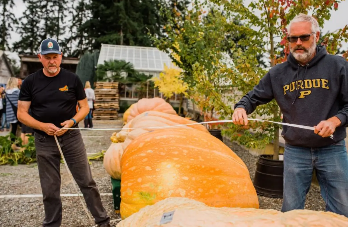 Giant pumpkins being measured