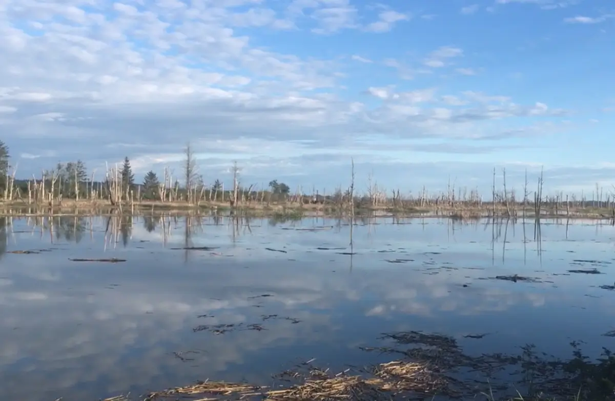 Wildlife Reserve in Skagit Valley