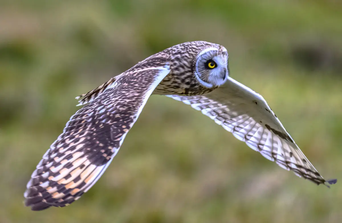 A Short-Eared Owl in flight