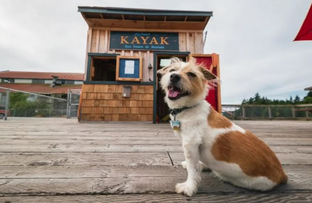 Kayaking in Skagit Valley