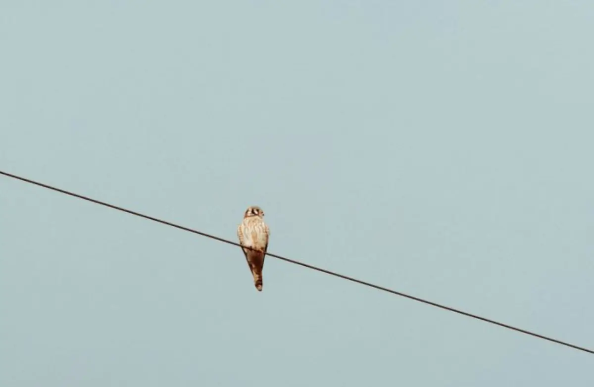 Birding in Skagit Valley