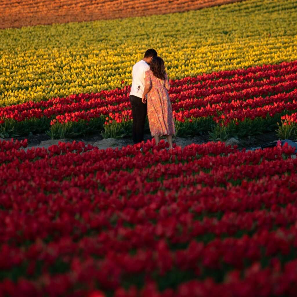 Skagit Valley Tulip Festival Image