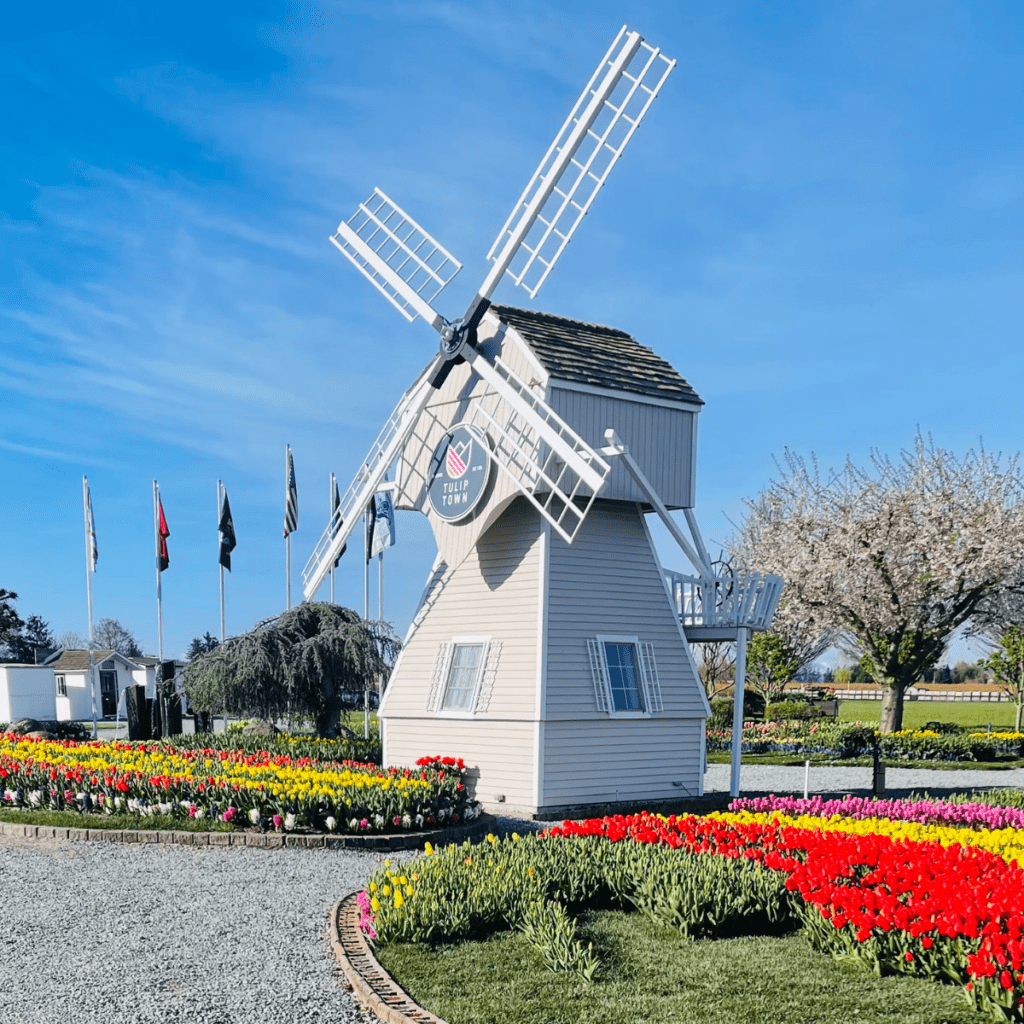 Tulip Town Image