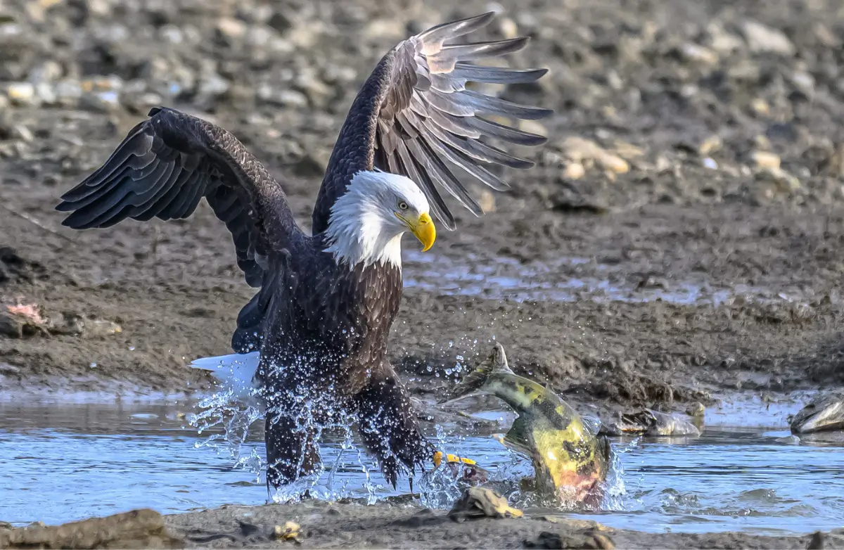 American Bald Eagle catching a fish