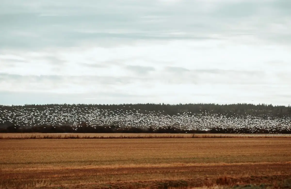 Birding in Skagit Valley