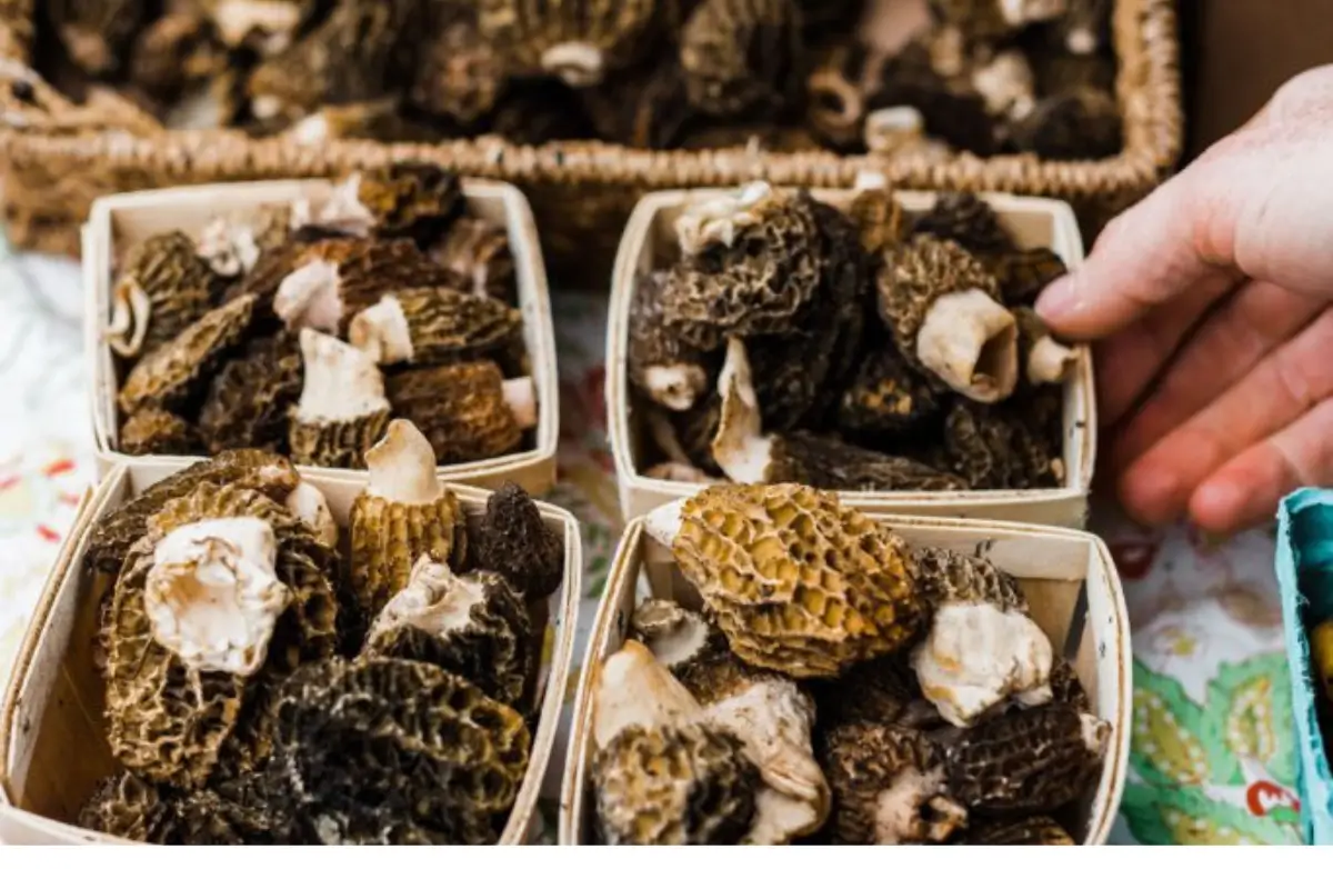 Mushrooms at farmer's market in Skagit Valley