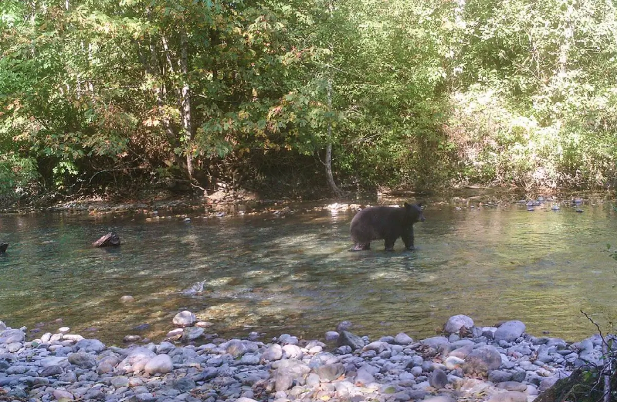 Bear in Cascade Mountains