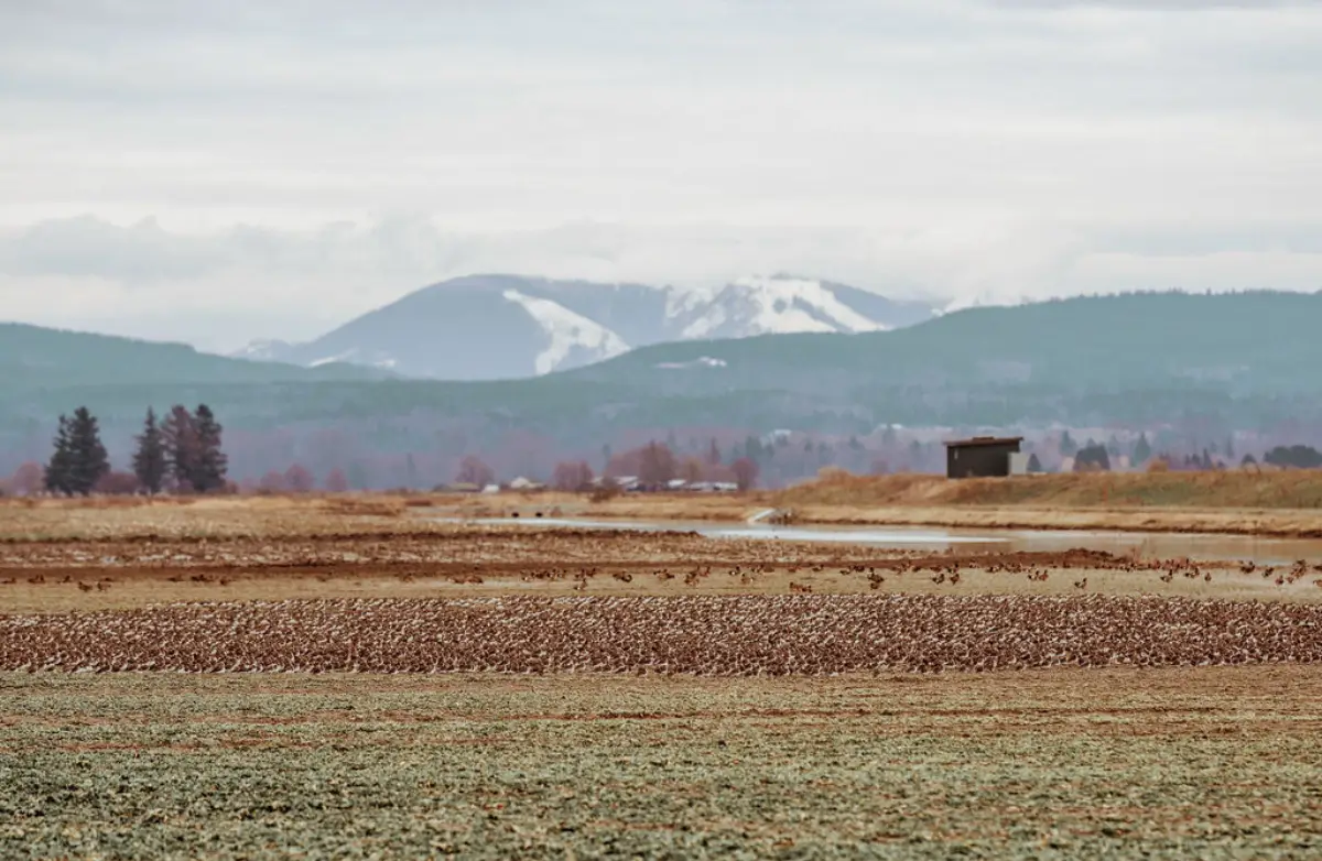 Birding in Skagit Valley