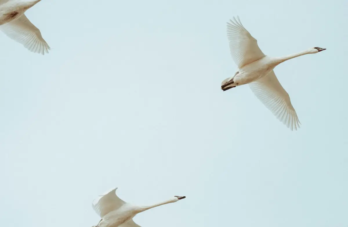 Birding in Skagit Valley