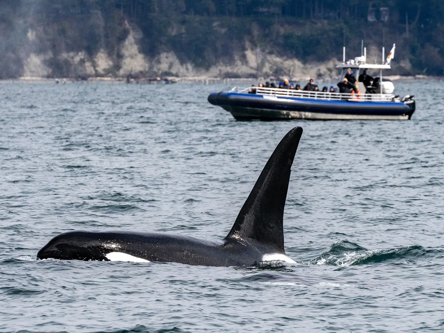 Whale Watching Tour Spotting an Orca