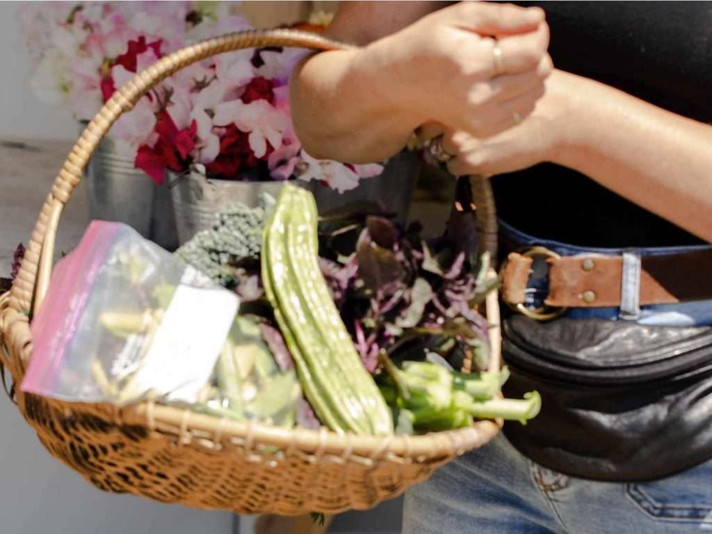 picked veggies in a basket