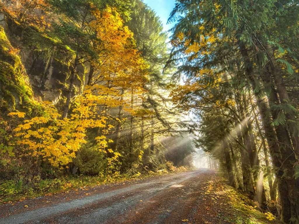 Sun rays shining through trees on a trail