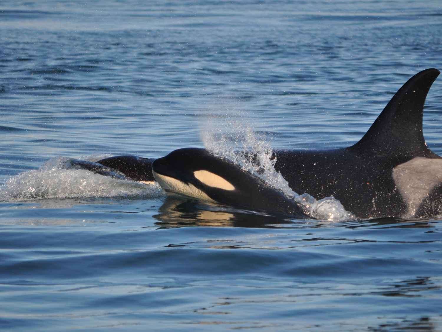 Orca whales swimming