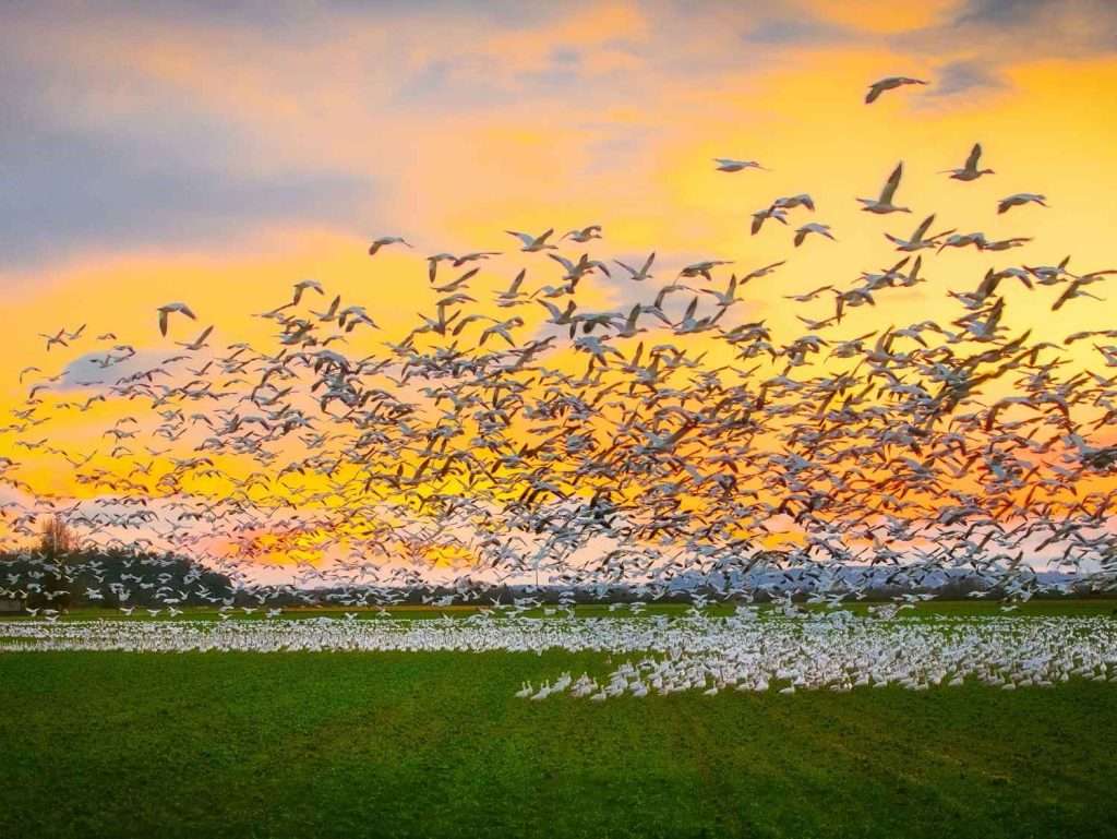 Snow geese taking flight