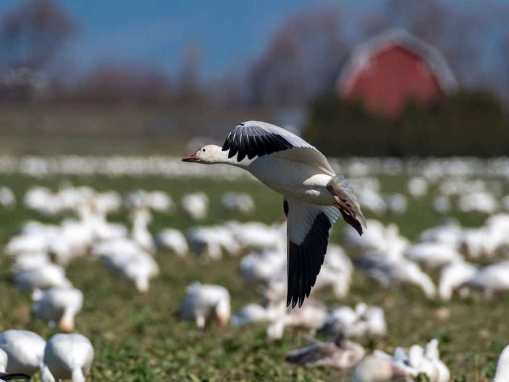 Snow goose