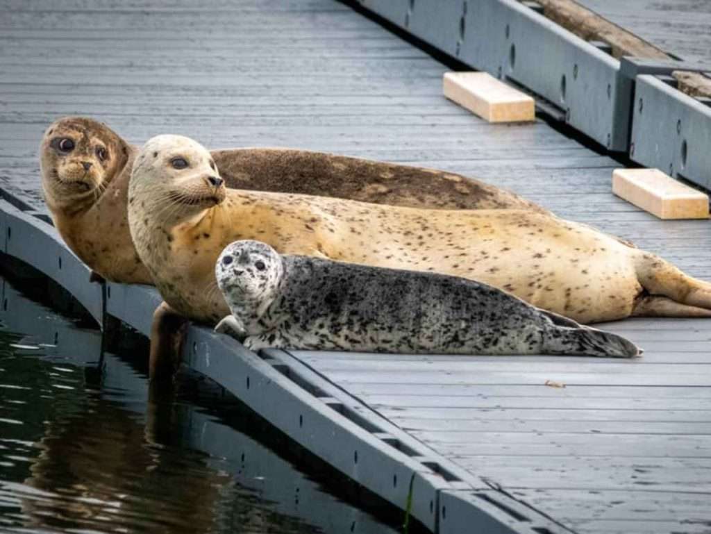 Wildlife - seals on pier