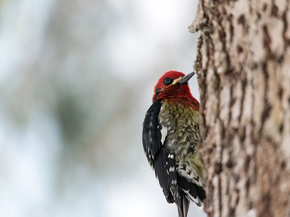 Winter bird in Cascade Mountains