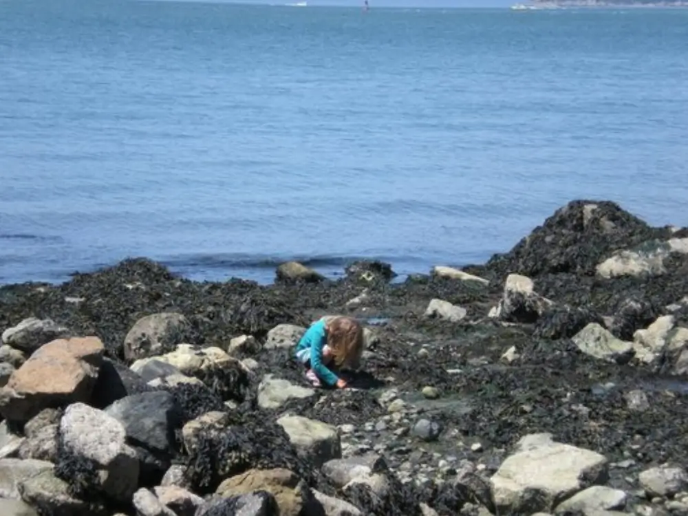 Child exploring tide pools