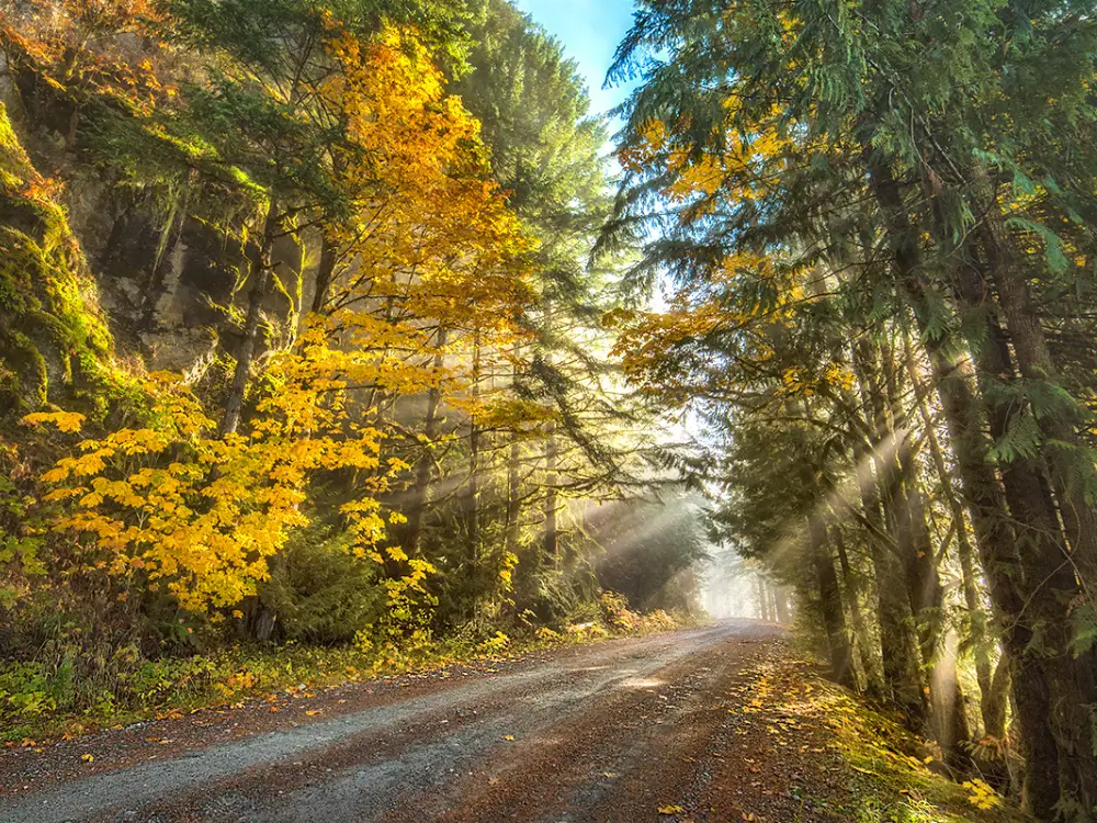 Road in Skagit Valley