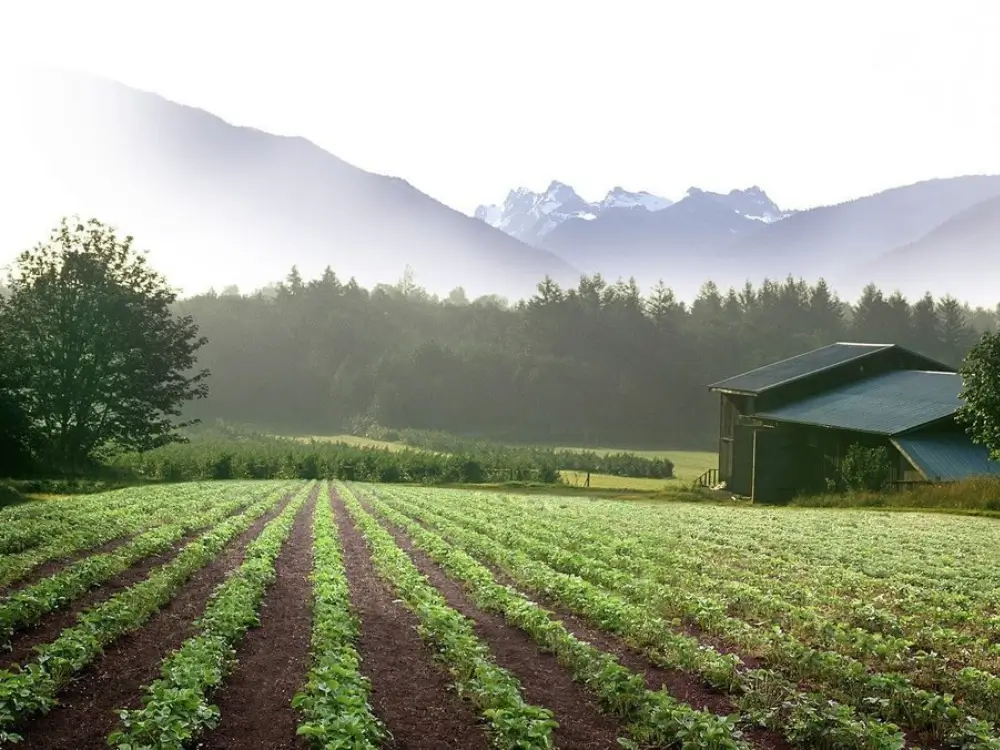 Farm fields in Skagit Valley