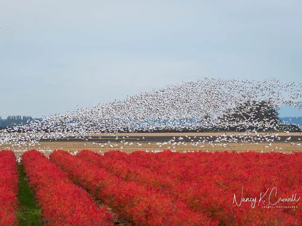 Snow geese