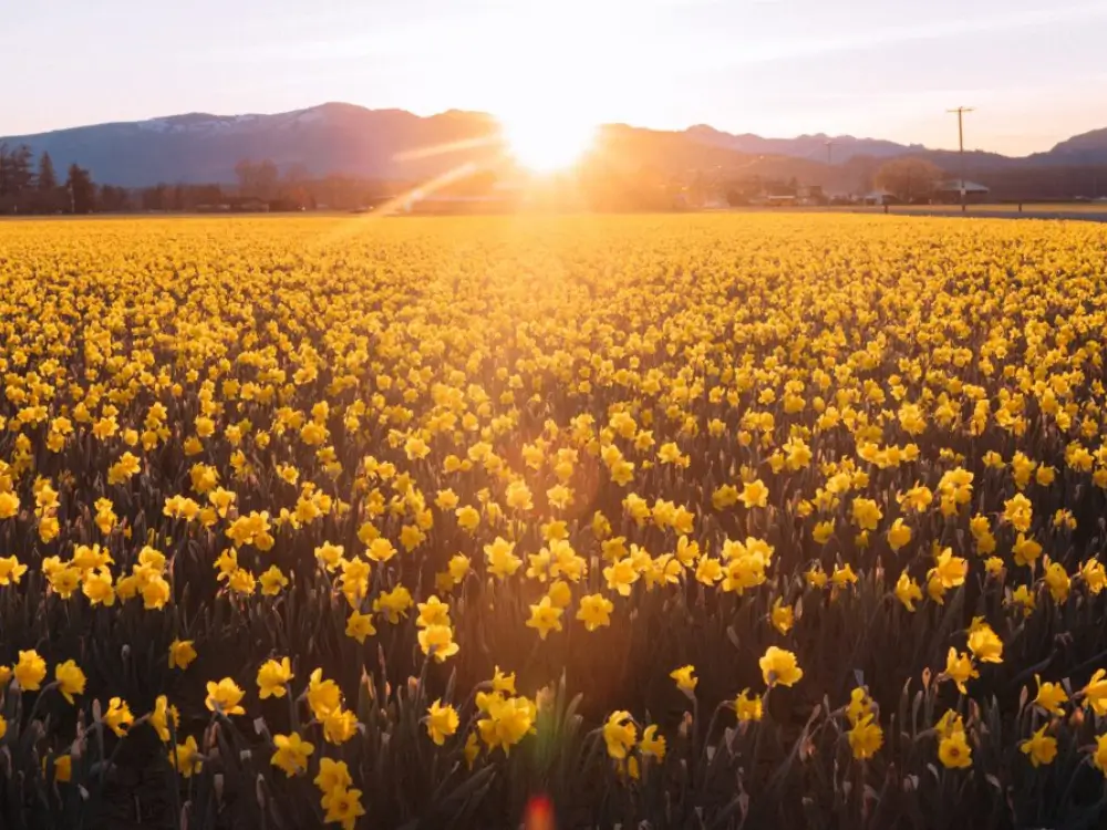 Spring daffodils in Skagit Valley