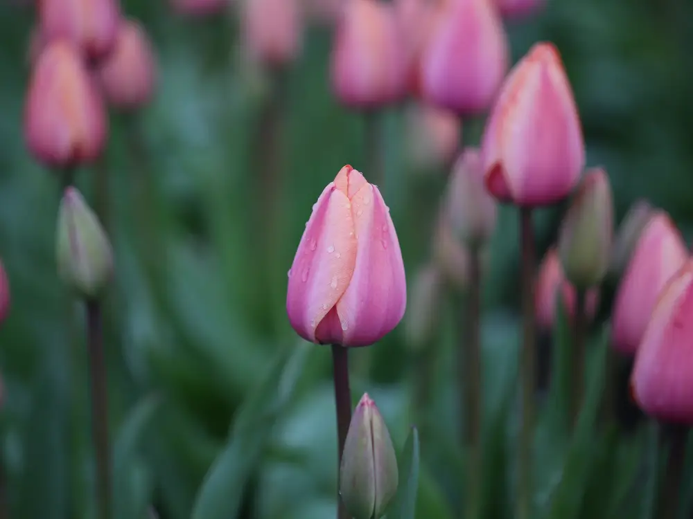 Tulips