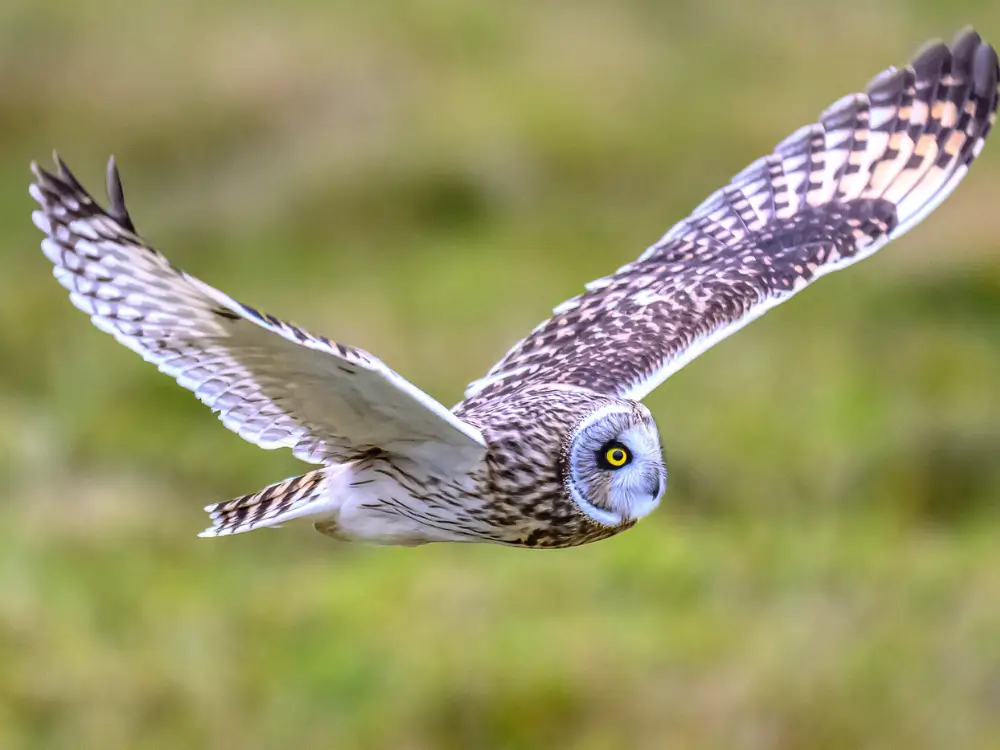 An owl in flight