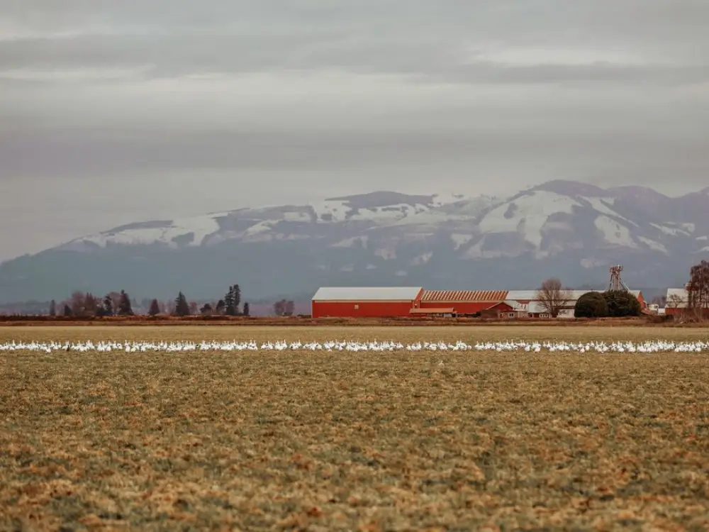 Birding in Skagit Valley