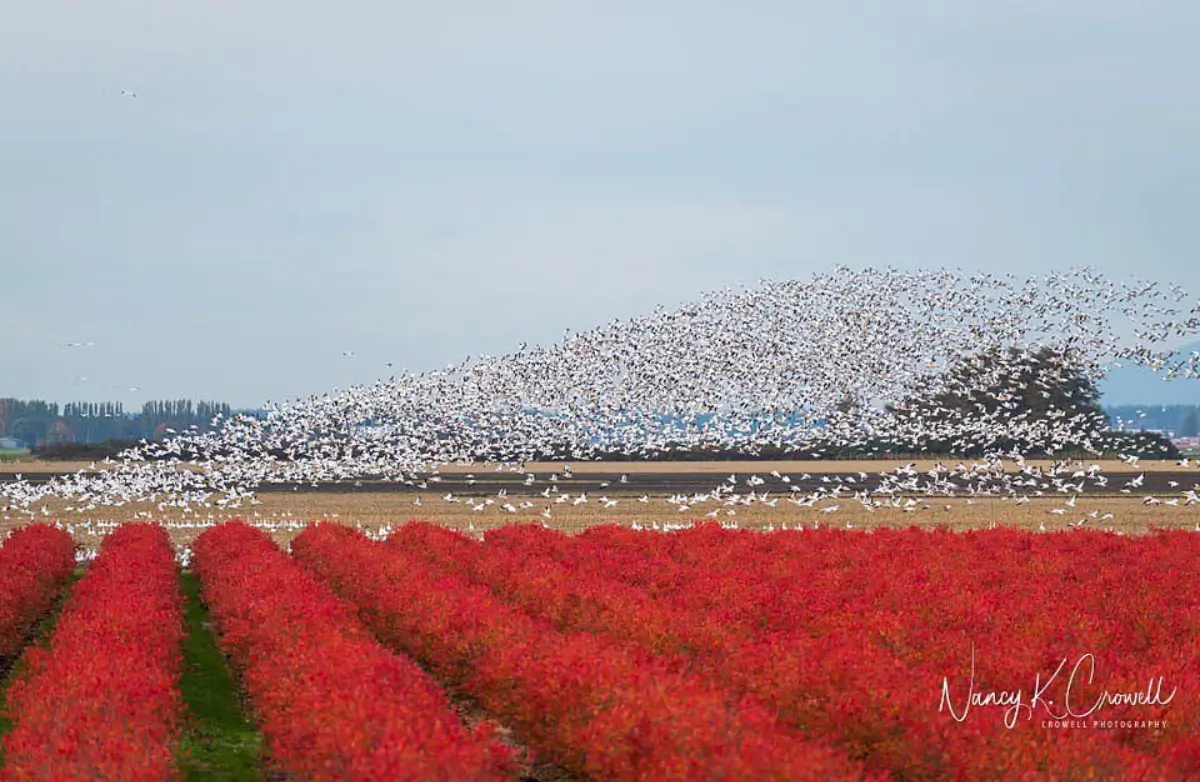 Snow geese