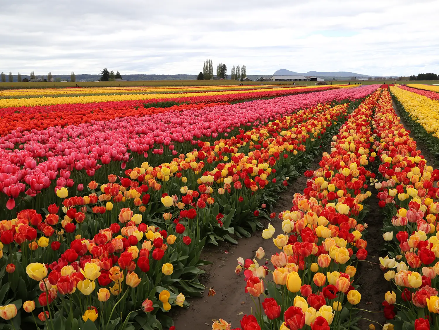 Spring Tulips