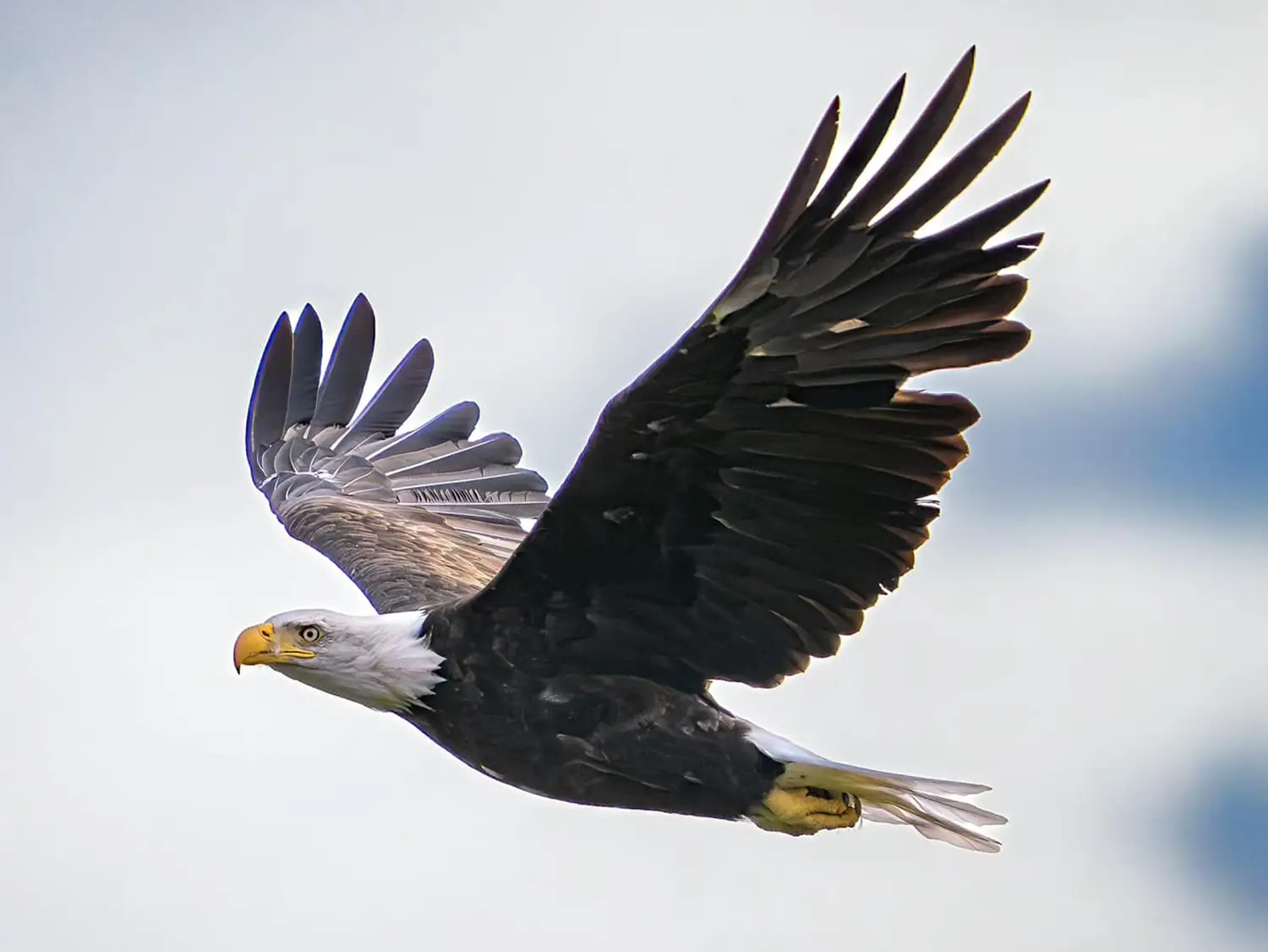 Eagles in Skagit Valley