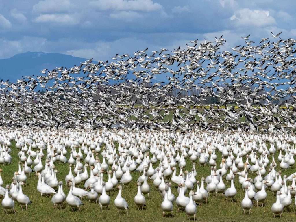 Field of snow geese taking flight