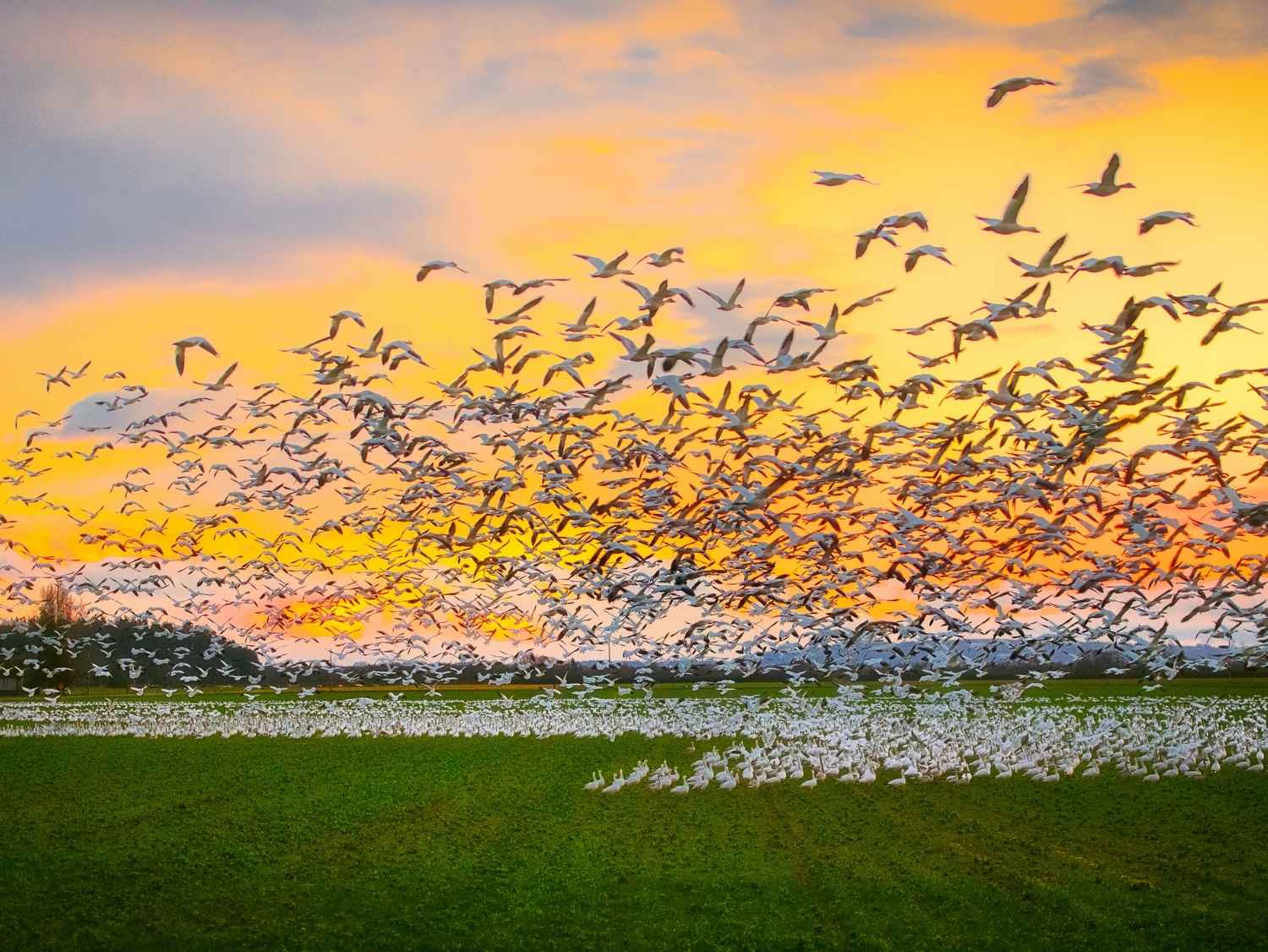 yellow-daffodils-fields