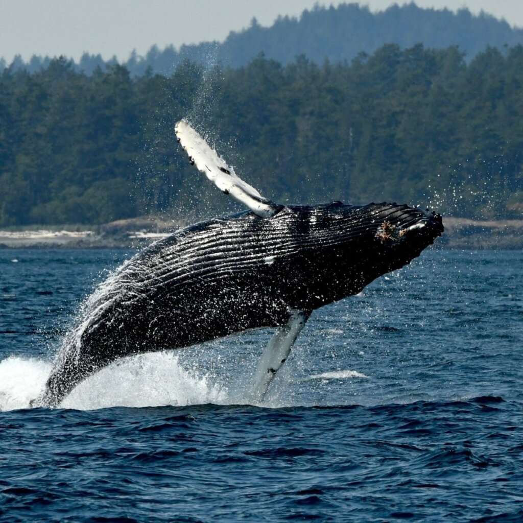 Blue Kingdom Whale & Wildlife Tours Image