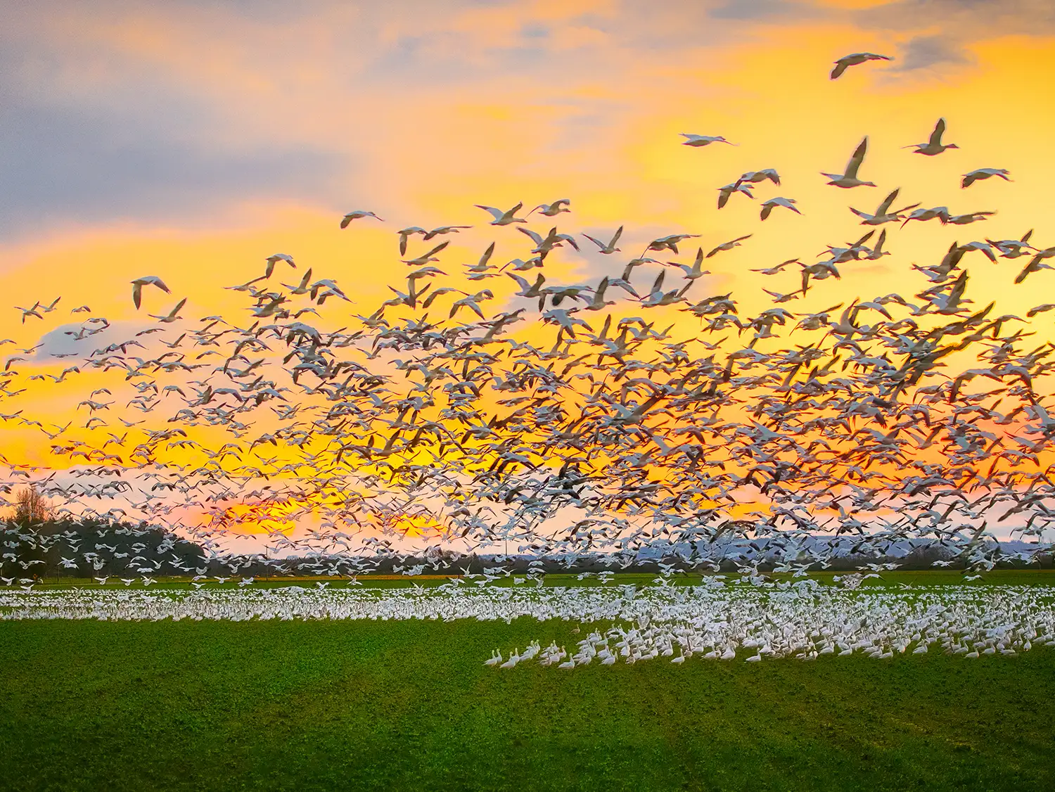 Geese flying in the sunset in Skagit Valley