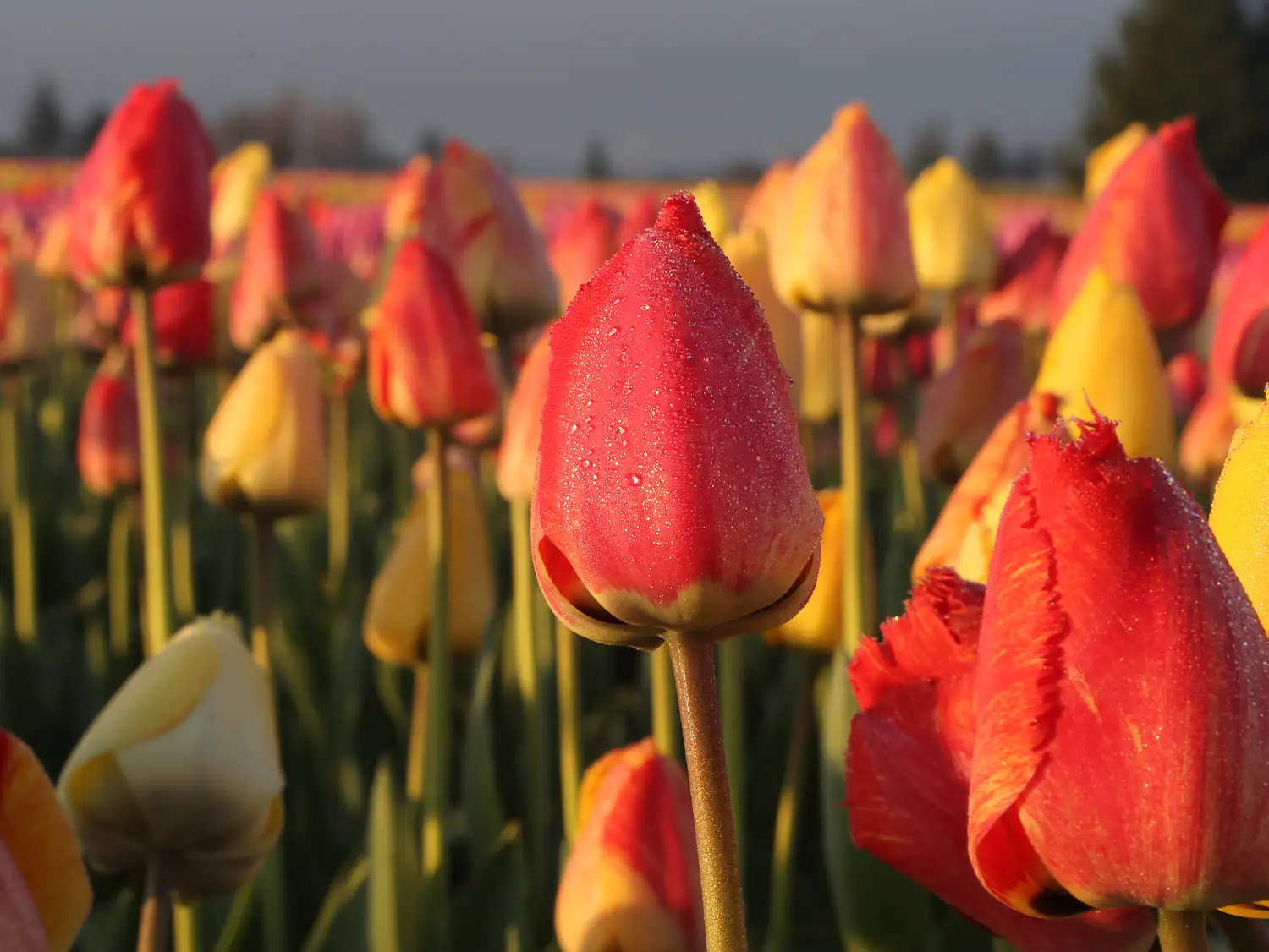 Tulip Closeup